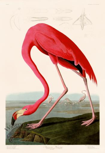 431 American Flamingo